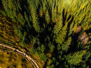 Top down aerial view of the beautiful autumn forest at sunset, green pine trees. Colorful landscape...