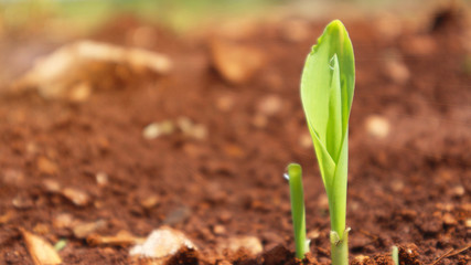 Corn seedlings with sunlight Thailand                              