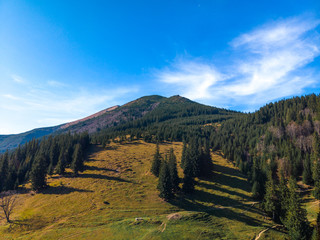 Aerial view of the beautiful autumn forest at sunset, green pine trees. Colorful landscape with...