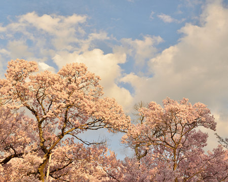 500 Best 高遠城址公園桜images Stock Photos Vectors Adobe Stock