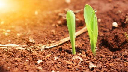 Corn seedlings with sunlight Thailand                              