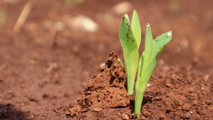 Corn seedlings with sunlight Thailand                              