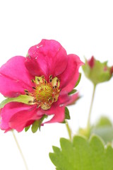 Flowers of strawberries on a white background