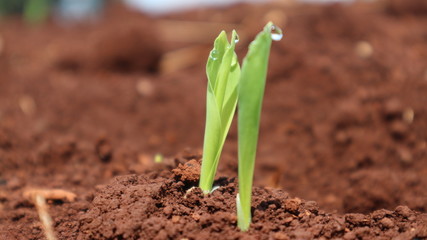 Corn seedlings with sunlight Thailand                              