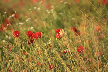 Poppies on meadow