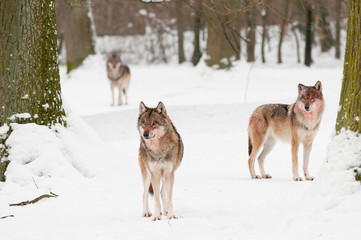 Naklejka premium Wölfe nach dem Fressen