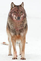 Wolf nach dem Fressen