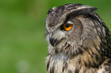  Uhu (bubo bubo)