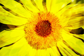 Sonnenblume abstrakt, Blume, Blüte, Deutschland, Europa