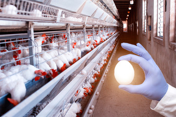 An inspector examines a chicken egg for the quality, size and presence of salmonella. Poultry...