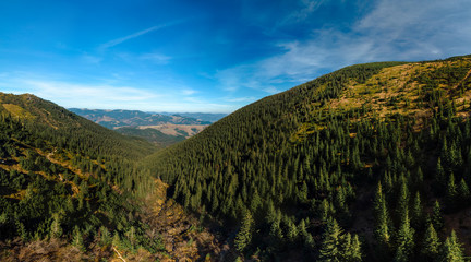 Aerial view of the beautiful autumn forest at sunset, green pine trees. Colorful landscape with...