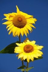 Obraz premium Sonnenblume, Blume, Blüte, Deutschland, Europa