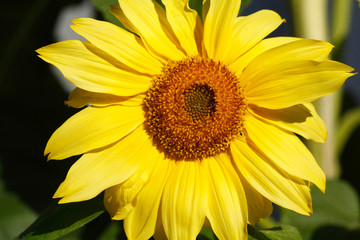 Sonnenblume, Blume, Blüte, Deutschland, Europa