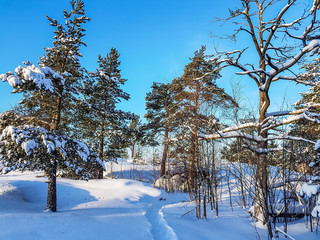 Beautiful winter landscape with snow-covered trees and clear blue sky.