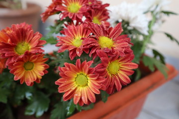 red flowers