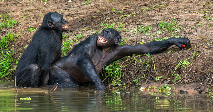 Bonobos Mating In The Water. The Bonobo ( Pan Paniscus). Democratic Republic Of Congo. Africa