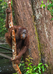 Bornean orangutan on the tree under rain in the wild nature. Central Bornean orangutan ( Pongo pygmaeus wurmbii ) on the tree in natural habitat. Tropical Rainforest of Borneo.Indonesia