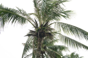 Coconut tree