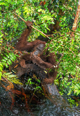 Orangutan drinking water from the river in the jungle. Central Bornean orangutan ( Pongo pygmaeus wurmbii ) in the wild nature, natural habitat. Tropical Rainforest of Borneo. Indonesia