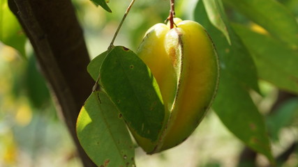 Star fruit on tree