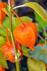 Physalis alkekengi var. franchetii 'Zwerg' fruit with husk commonly known as Chinese Lantern