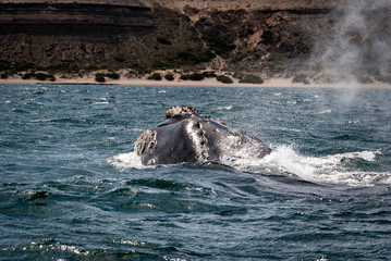 Fototapeta premium A Southern Right Whale breading at the ocean surface at the Peninsula Valdes in Argentina, South America.