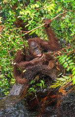 Obraz premium Orangutan drinking water from the river in the jungle. Central Bornean orangutan ( Pongo pygmaeus wurmbii ) in the wild nature, natural habitat. Tropical Rainforest of Borneo. Indonesia