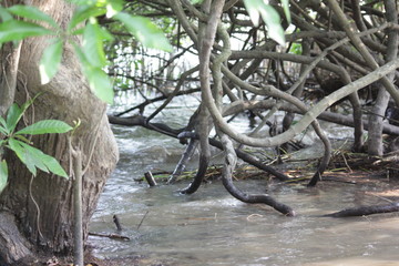 Obraz premium roots of a tree