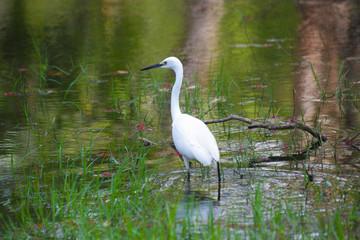 Obraz premium great blue heron in everglades