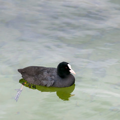common moorhen (Gallinula chloropus) known as the waterhen, the swamp chicken