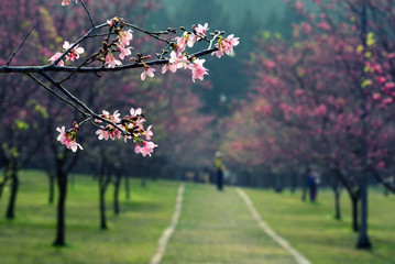 Sakura blossom, full bloom near Kamo river,taiwan