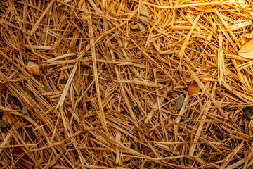 Hay straw yellow background