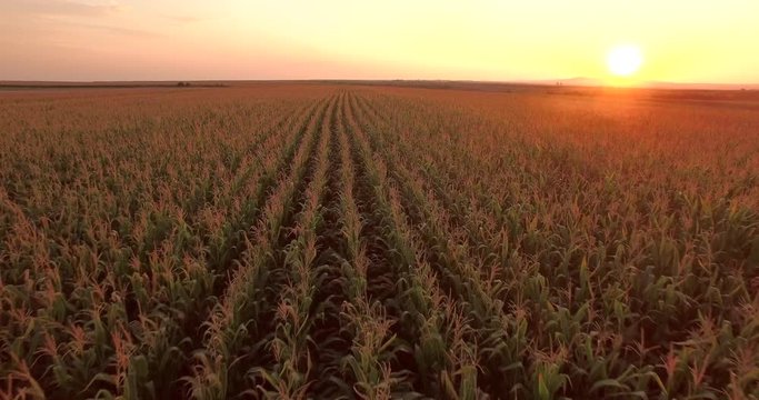 Aerial view of green corn land . countryside from above. Plant in growth. Golden hour, sunset.