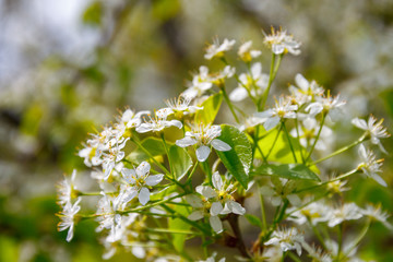 The branch of blossom cherry tree in a sunny spring garden