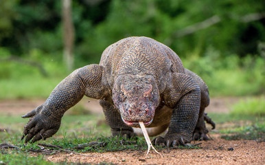 Obraz premium The walking Komodo dragon ( Varanus komodoensis ) with tongue out, sniffing air. Biggest living lizard in the world. Island Rinca. Indonesia.