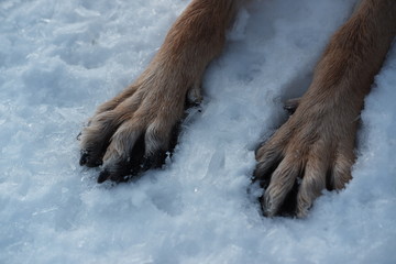 dog paws in the snow