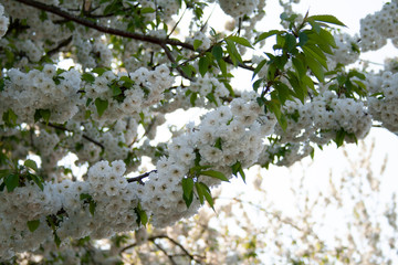 Closeup of branch with cherry blossom