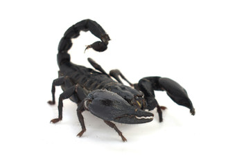 scorpion isolated on white background