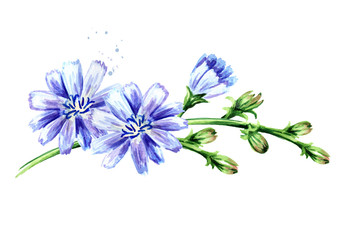 Chicory ordinary or сommon or Cichorium intybus flowers, Watercolor hand drawn illustration isolated on white background