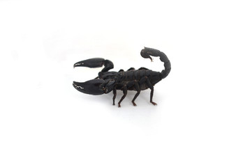 scorpion isolated on white background