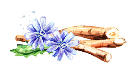 Dry roots of chicory and cichorium flowers. Watercolor hand drawn illustration isolated on white background - obrazy, fototapety, plakaty