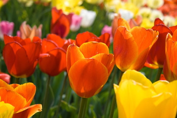 Colorful closeup view of tulips in bright red orange and yellow colors
