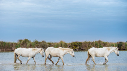 Naklejka na ściany i meble White stallions walking on the water in the Camargue region of France