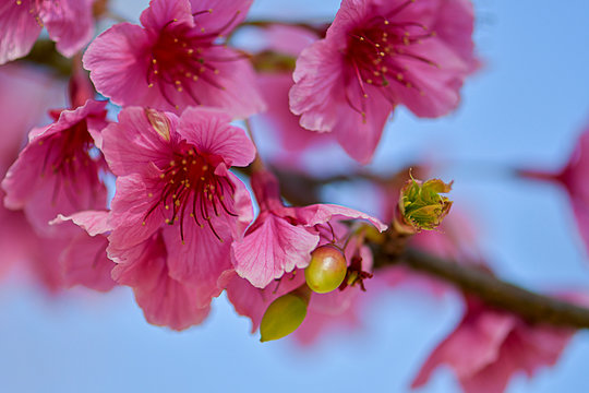 Spring flowering branches.