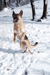  German shepherd jumps playing with snow