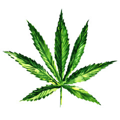 Naklejka na ściany i meble Green marijuana, cannabis leaf, medical plant, icon, isolated, hand drawn watercolor illustration on white background