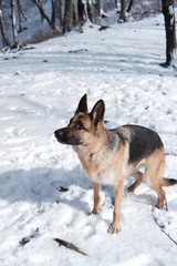  German shepherd jumps playing with snow
