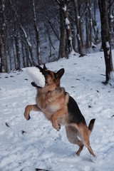  German shepherd jumps playing with snow