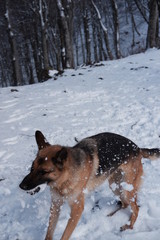  German shepherd jumps playing with snow