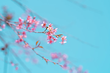 Spring nature,Bloom pink flowers and bright skies